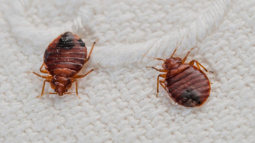 homeguide-bed-bug-extermination-1
