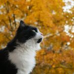 Maine Coon Kittens for Sale Bay Area – Exotic Beauty, Gentle Spirit