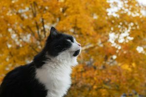 pexels-foyu-10464353